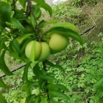 蜂糖李大量上市，口感脆甜，个头均匀，糖度高，价格优惠