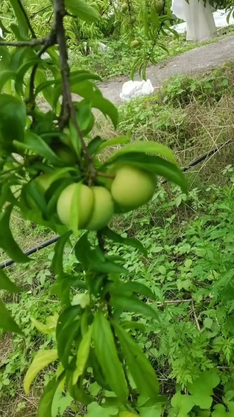蜂糖李大量上市，口感脆甜，个头均匀，糖度高，价格优惠