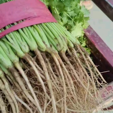 香菜有货了，多规格可选