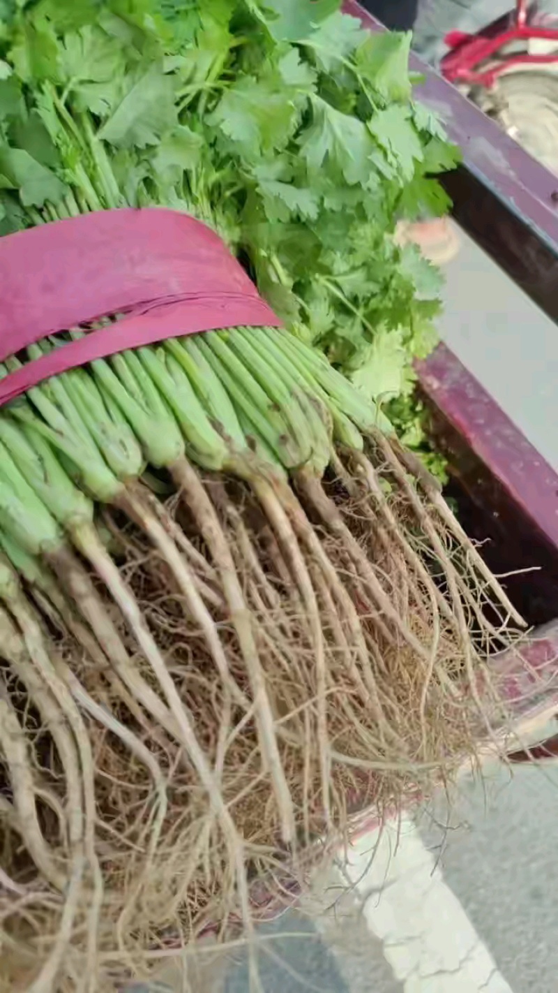 香菜有货了，多规格可选