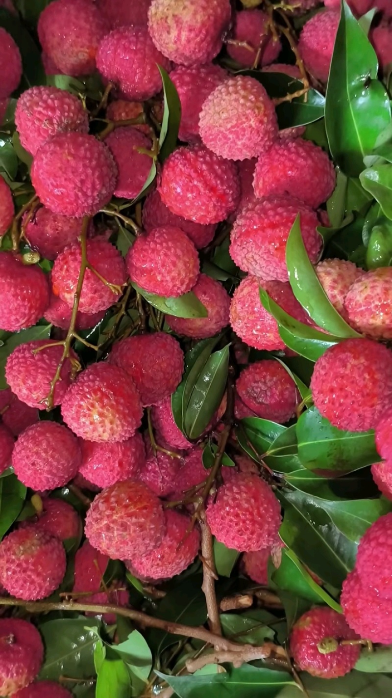 广东桂味荔枝桂味贵味细核荔枝新鲜采摘即将上市