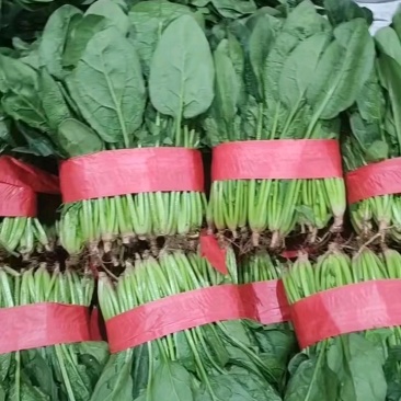 精品推荐永年大叶菠菜一手货源高度在25到30装泡