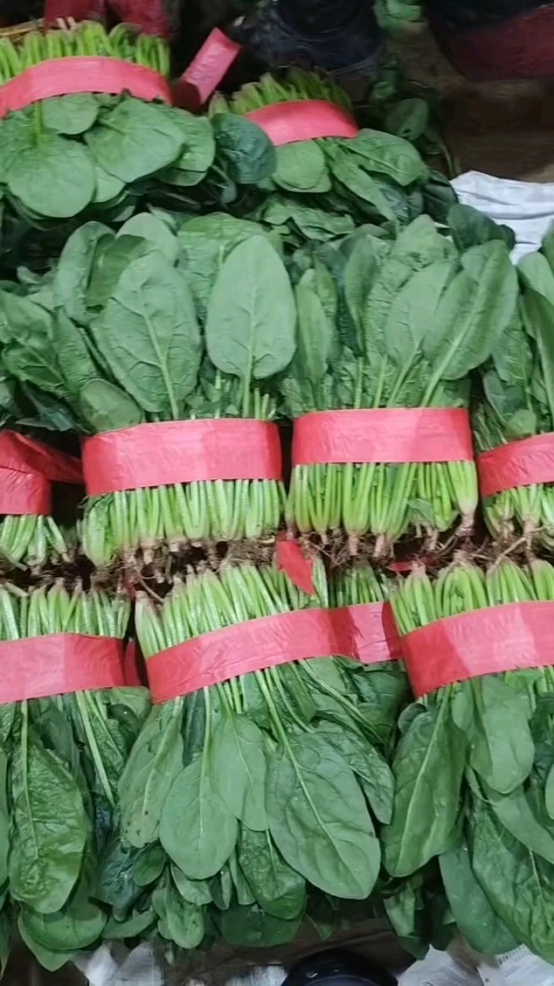 精品推荐永年大叶菠菜一手货源高度在25到30装泡