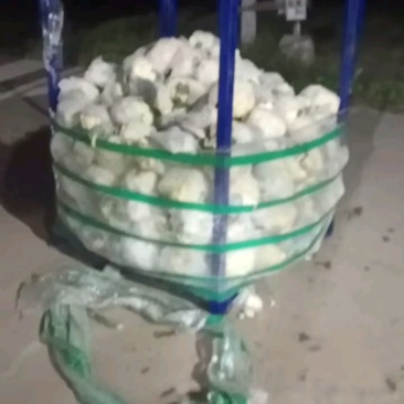 松花菜，全国发货产地直发！精品包装！储存加工，欢迎下单