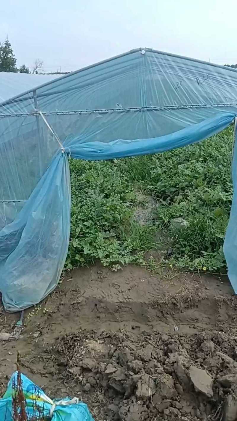 美都西瓜