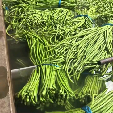 青条豆角豆角长豆角产地看货论价保质保量