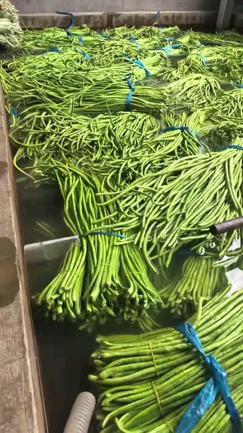 青条豆角豆角长豆角产地看货论价保质保量