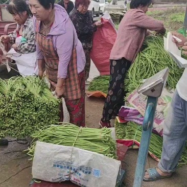 陕西长豆角，豇豆