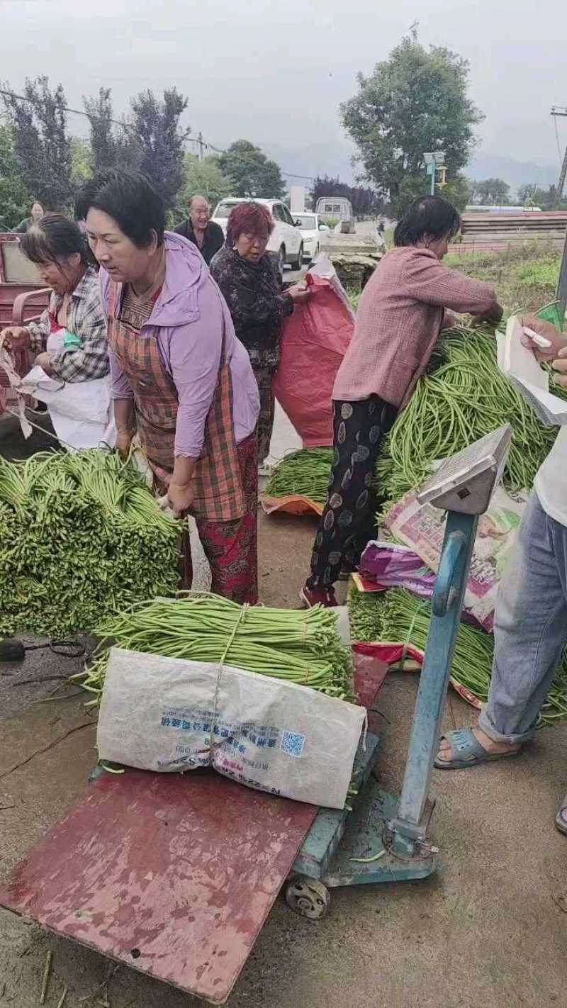 陕西长豆角，豇豆