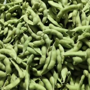 徐州精品毛豆大量上市