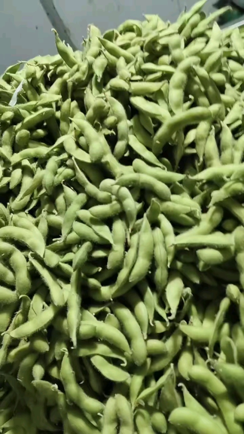 徐州精品毛豆大量上市