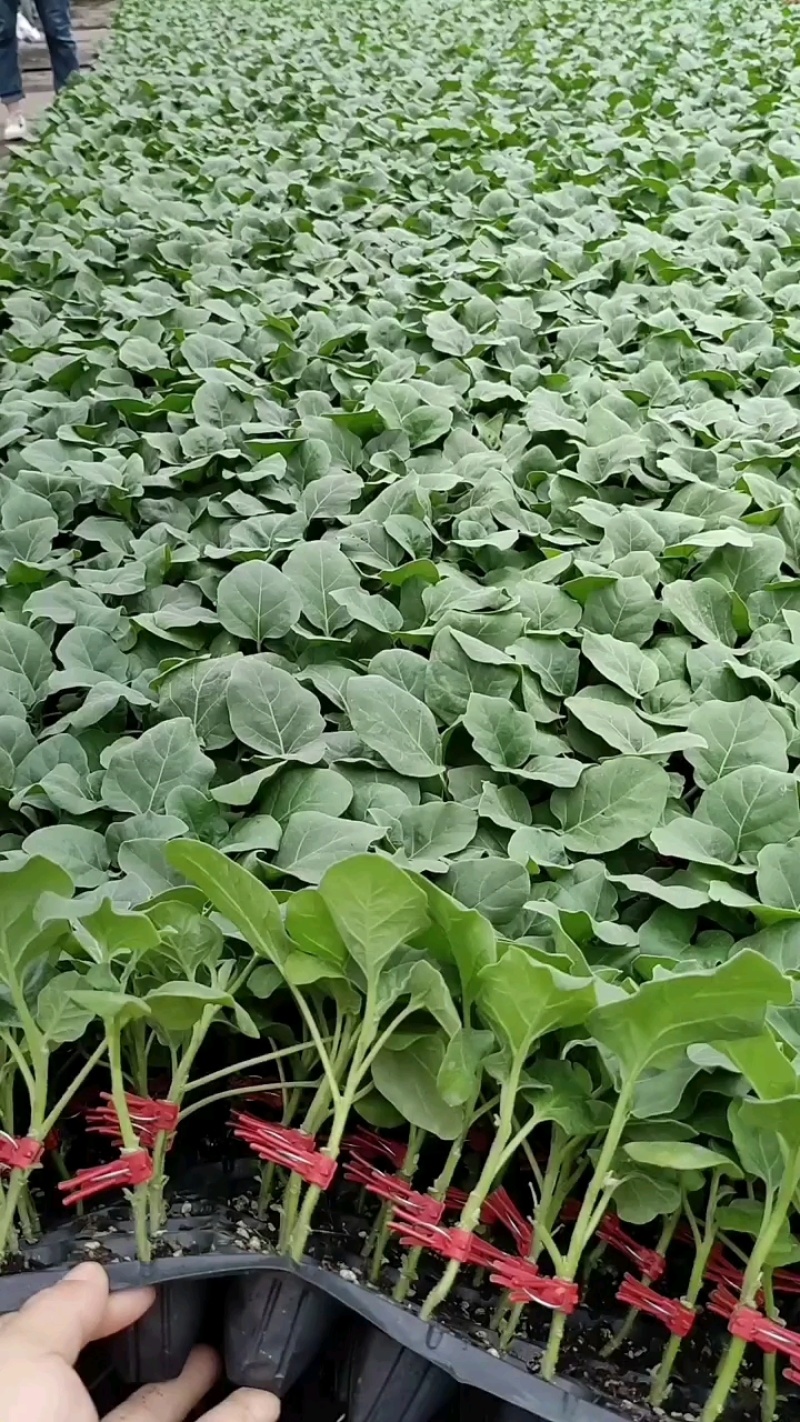 红茄苗广茄苗紫红茄王苗长茄子苗红茄苗免费技术指导包回收