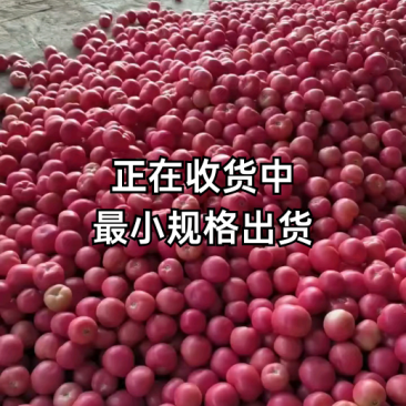 大量供应大棚硬粉西红柿