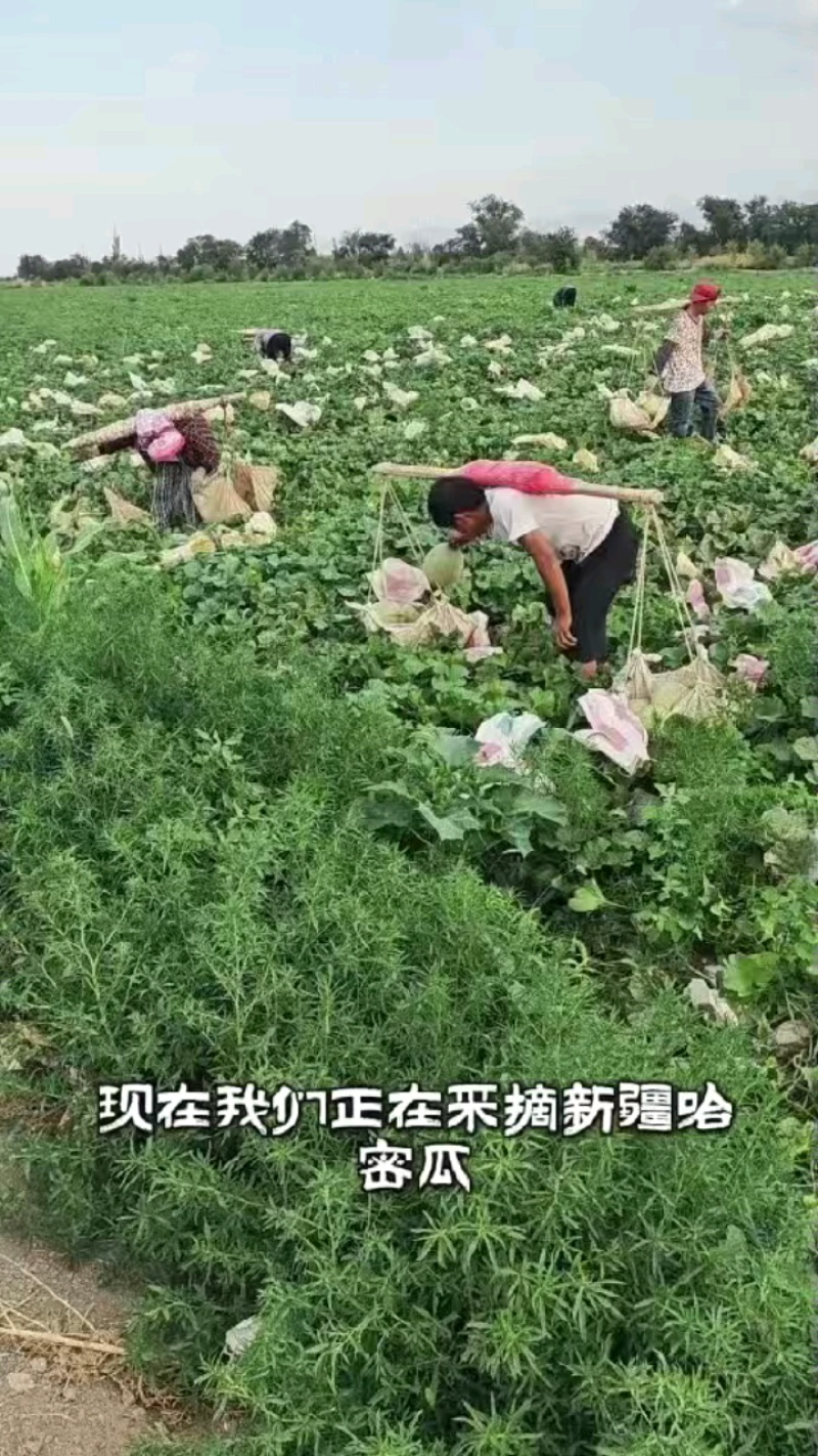 2026年吐鲁番哈蜜瓜新鲜采摘脆甜多汁皮薄产地直发