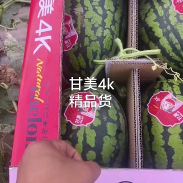 甘美4K西瓜，大量供应，代发全国，保质保量