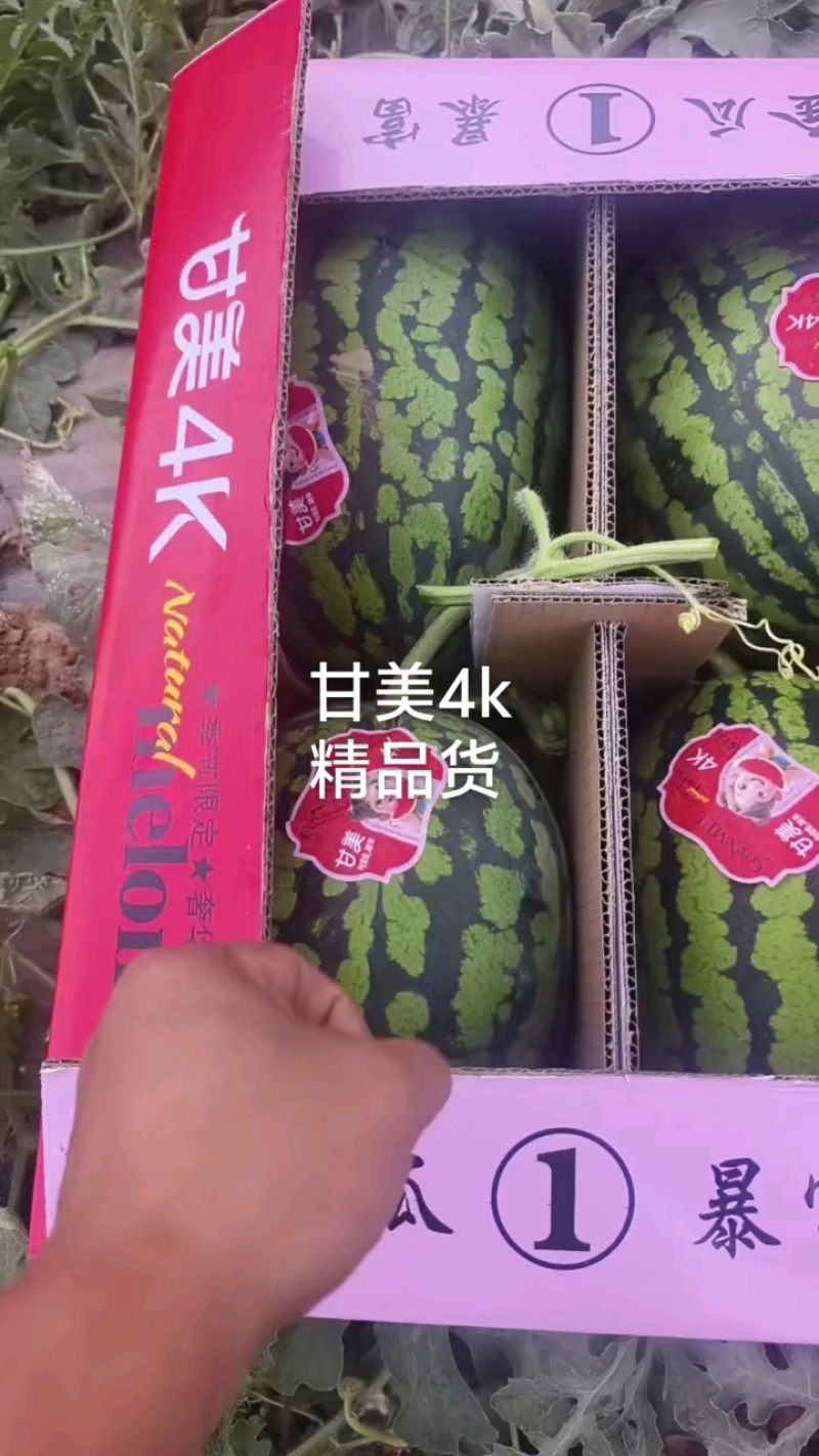 甘美4K西瓜，大量供应，代发全国，保质保量