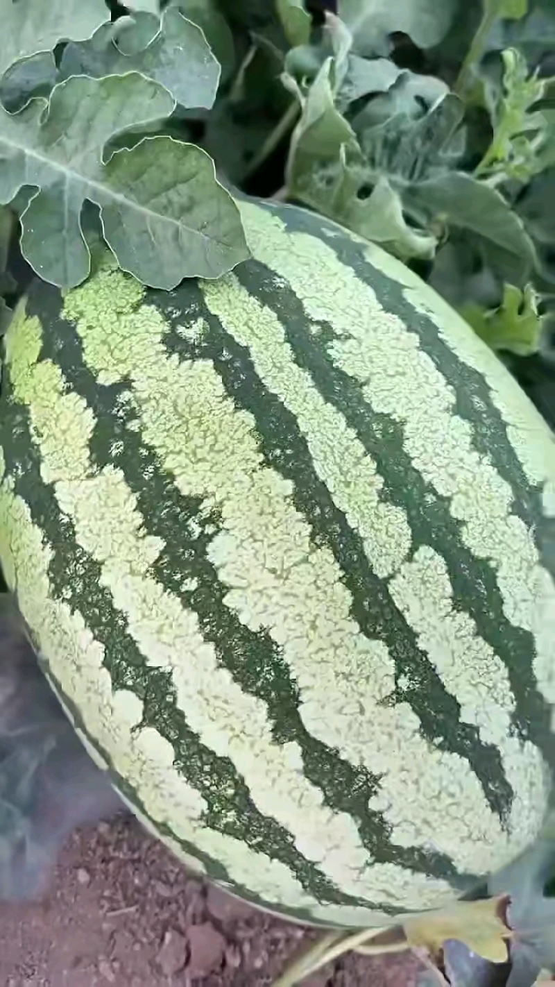 陕西本地甜王西瓜大量上市可视频看货大量热卖中！