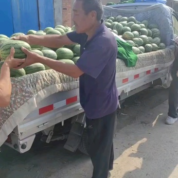 特级小糖丸西瓜百亩基地现货供应甜度高口感好价格实惠