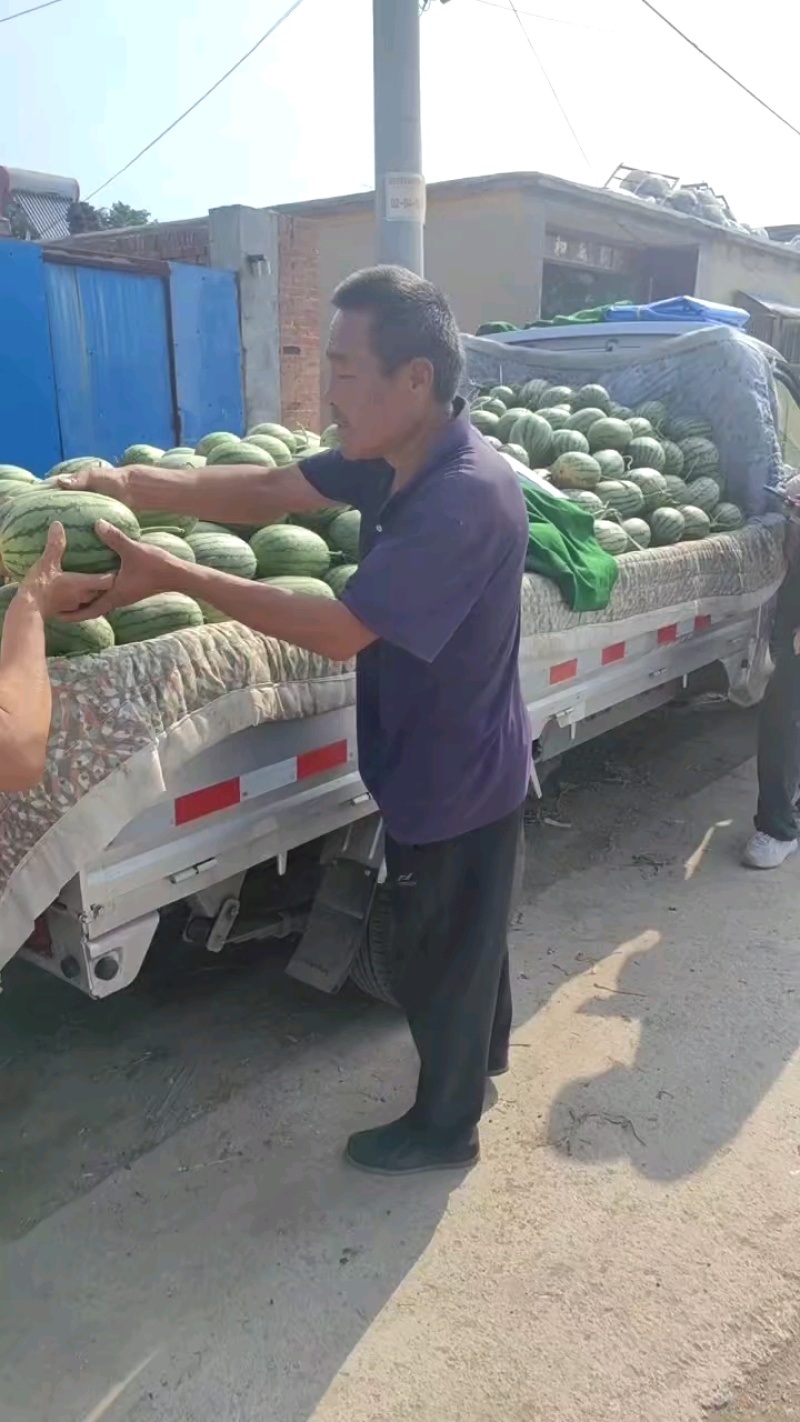 特级小糖丸西瓜百亩基地现货供应甜度高口感好价格实惠