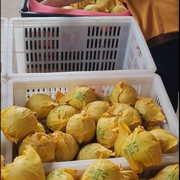 酥脆一号手检装筐，保质保量装车中。