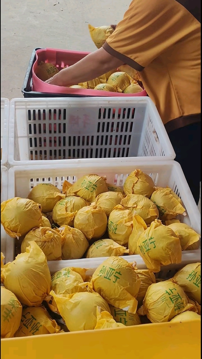酥脆一号手检装筐，保质保量装车中。