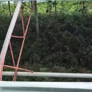 山东济宁金乡县鲜辣椒