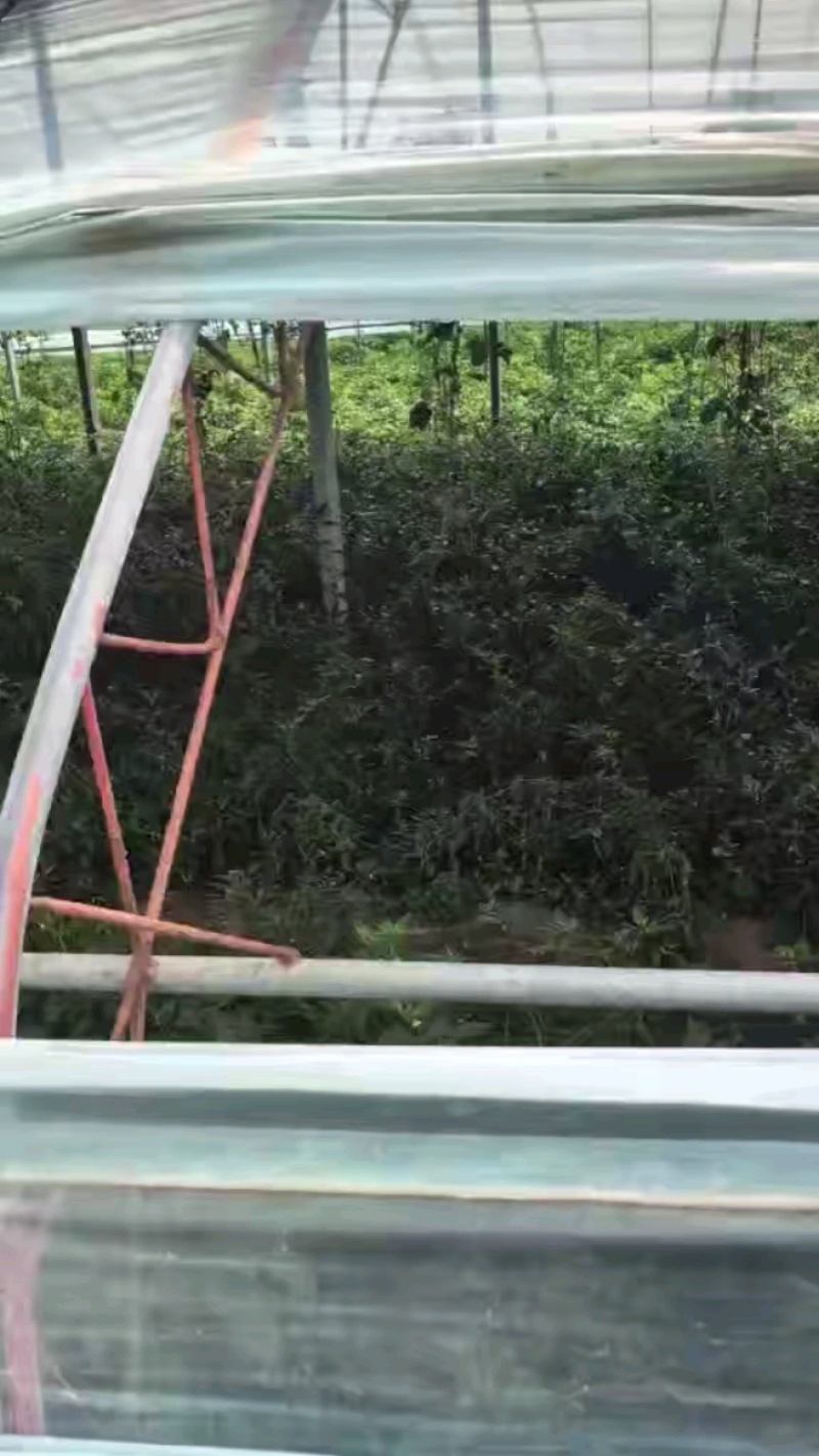 山东济宁金乡县鲜辣椒