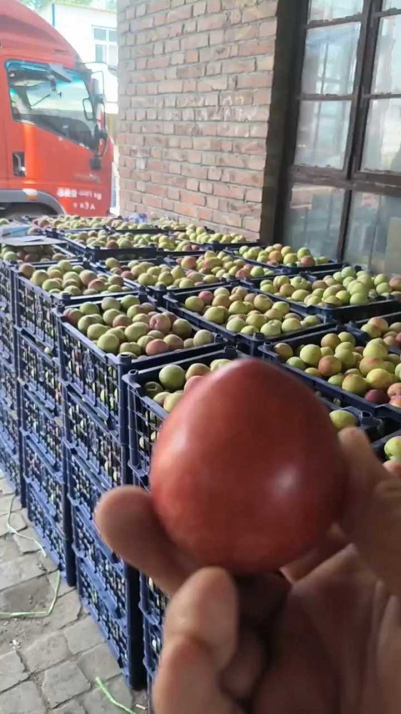 李子大量有货，价格美丽，速来抢购！