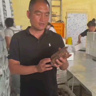 正宗山东金蝉，一件代发对接全网电商，社区团购，产地直发，