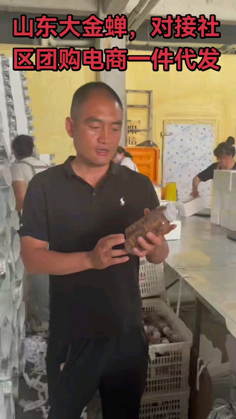 正宗山东金蝉，一件代发对接全网电商，社区团购，产地直发，