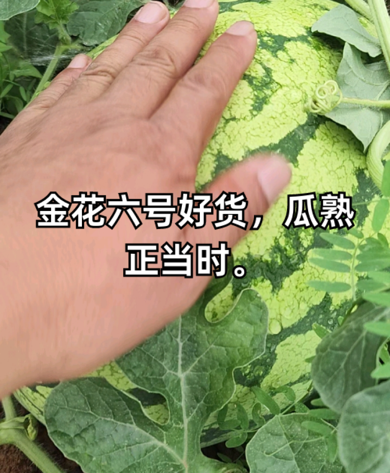 金花六号西瓜汉中产区专业代办走货省心便利合作共赢