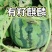 无籽麒麟吊美都地爬红玉麒麟保定产区等你！