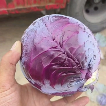 【基地种植】河北紫甘蓝/紫包菜/规格标准可供全国电商超市