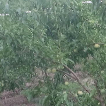 蜂糖李到货，新鲜放水。