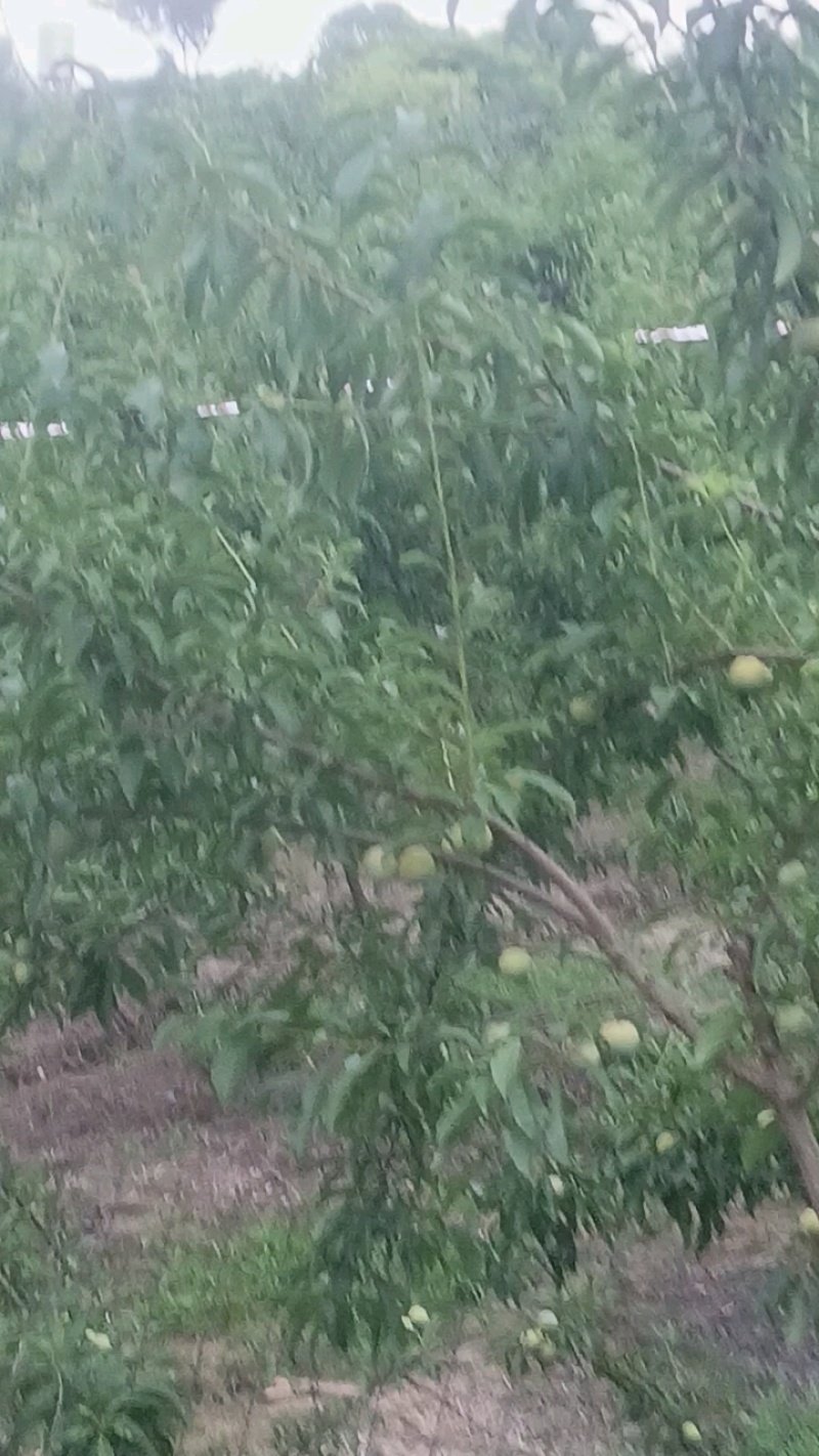 蜂糖李到货，新鲜放水。