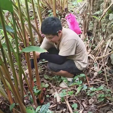 新鲜草果基地现采，保证新鲜。
