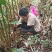 新鲜草果基地现采，保证新鲜。