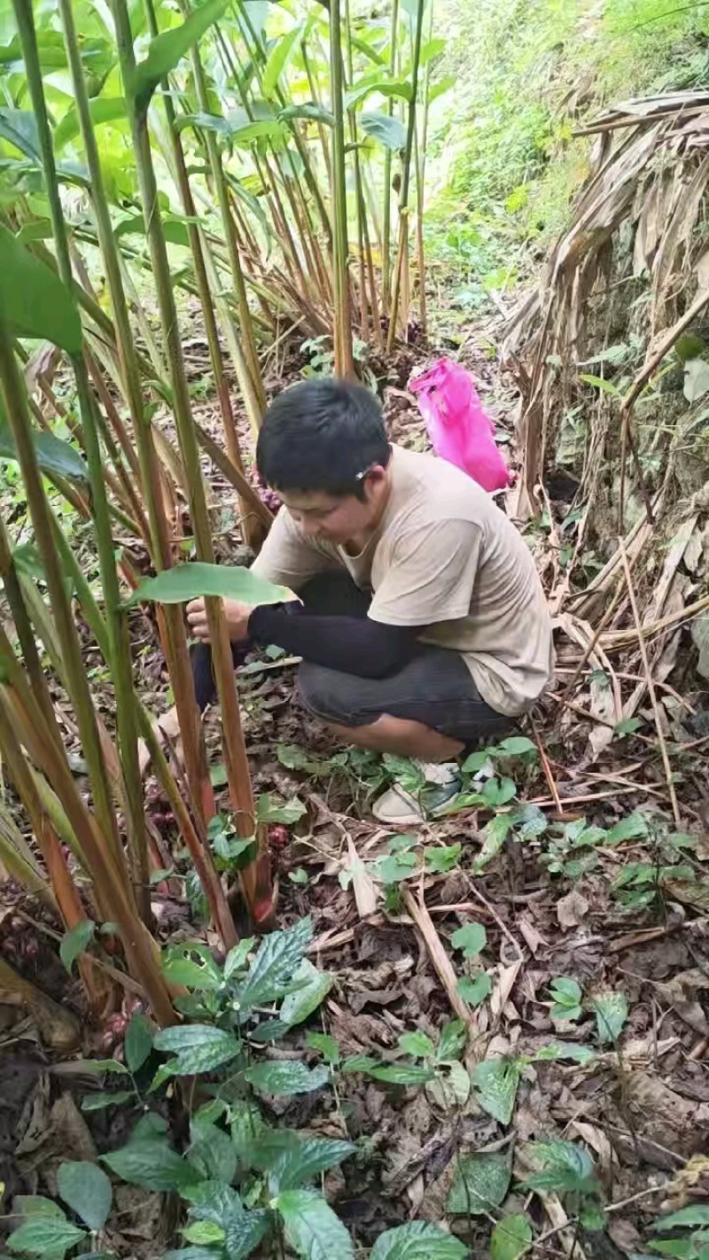 新鲜草果基地现采，保证新鲜。