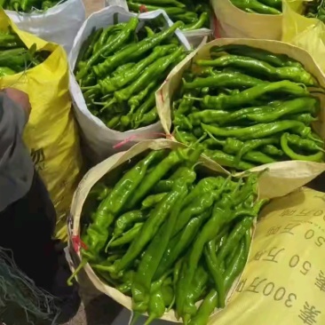 甘肃省平凉万亩大棚新苗螺丝椒，陇椒基地，大量供应