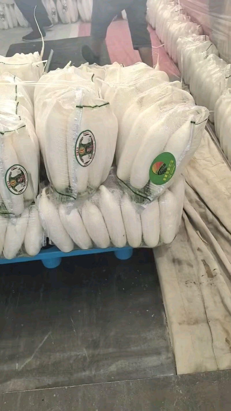 【热卖中】陕西定边白萝卜/大量上市/对接全国市场/商超/电商