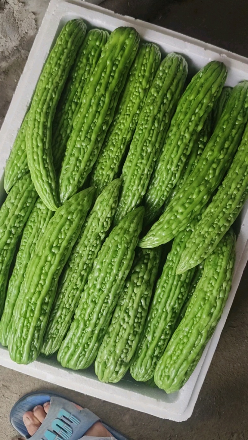 陕西长绿苦瓜大量上市，货假期三个月，欢迎全国各地客商，