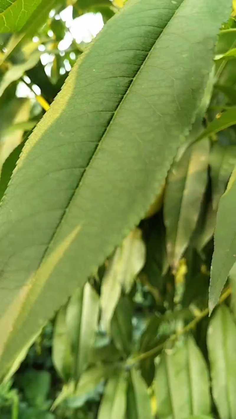 黄桃砀山精品83黄桃电商商超供货罐头厂加工代收代