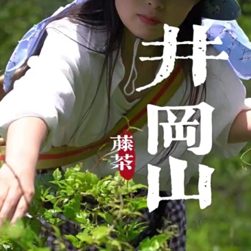 井冈山野生藤茶莓茶嫩叶散装批发产自井冈山市深山老林无农残
