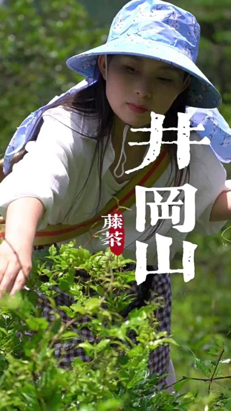 井冈山野生藤茶莓茶嫩叶散装批发产自井冈山市深山老林无农残