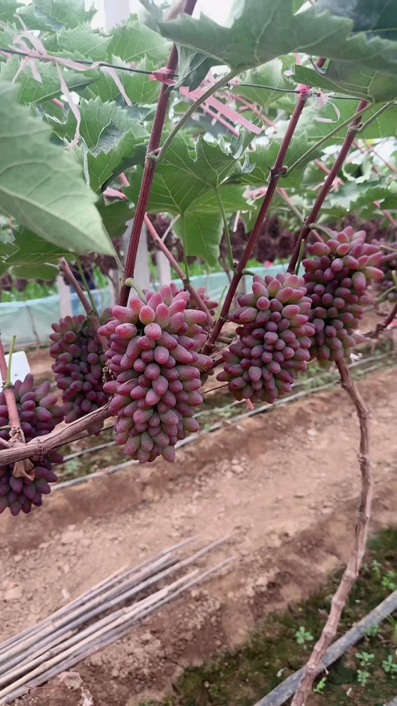 茉莉香葡萄大量上市，需要的联系了