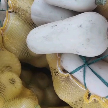 奶油南瓜大量有货，口感到位，三十多