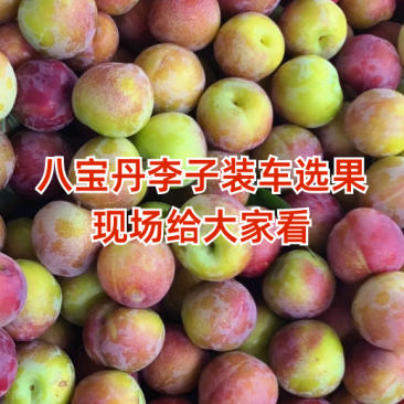 八宝丹李子，五月脆李子，澳洲红李子，口感好，性价比高！