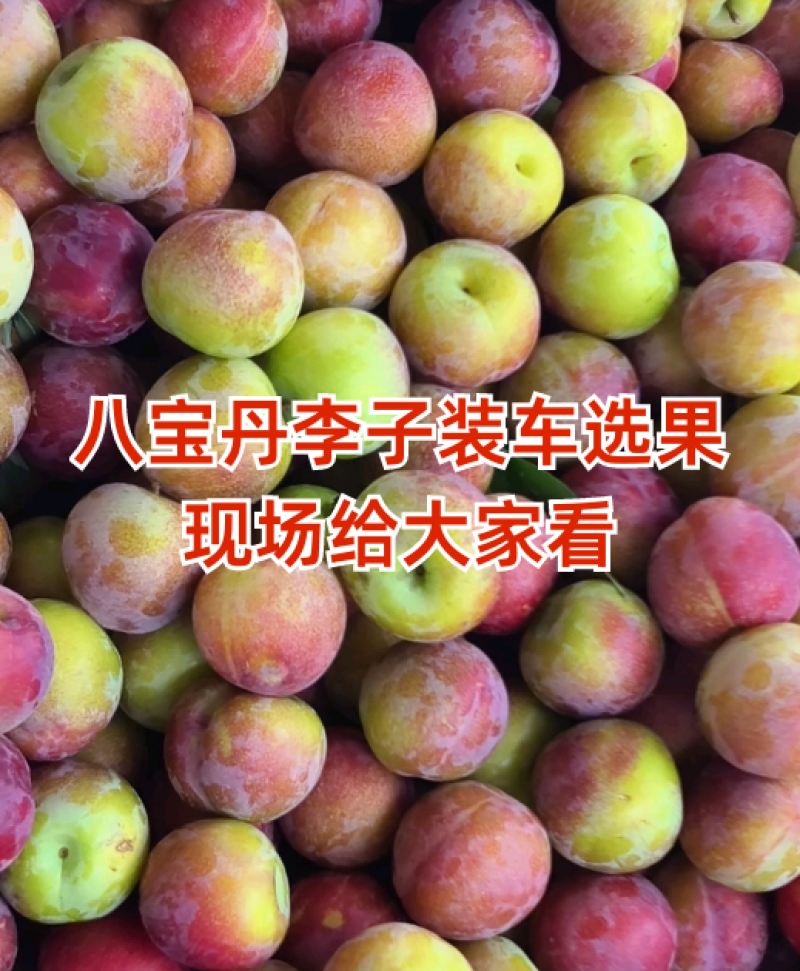 八宝丹李子，五月脆李子，澳洲红李子，口感好，性价比高！