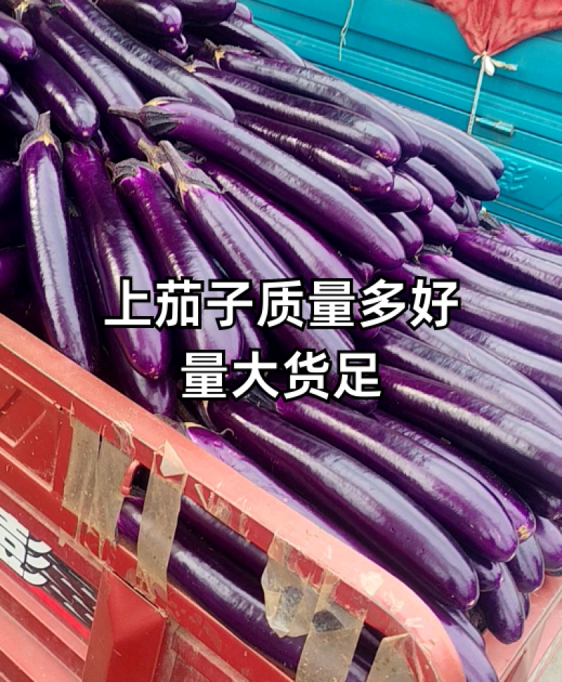 广茄紫棒长茄2026河南产地直发代发全国各大市场
