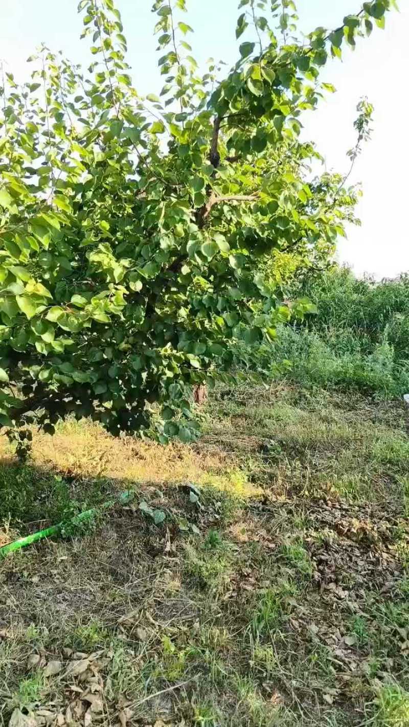 沂蒙山杏有油杏，荷兰香蜜等多个品种需要的老板联系